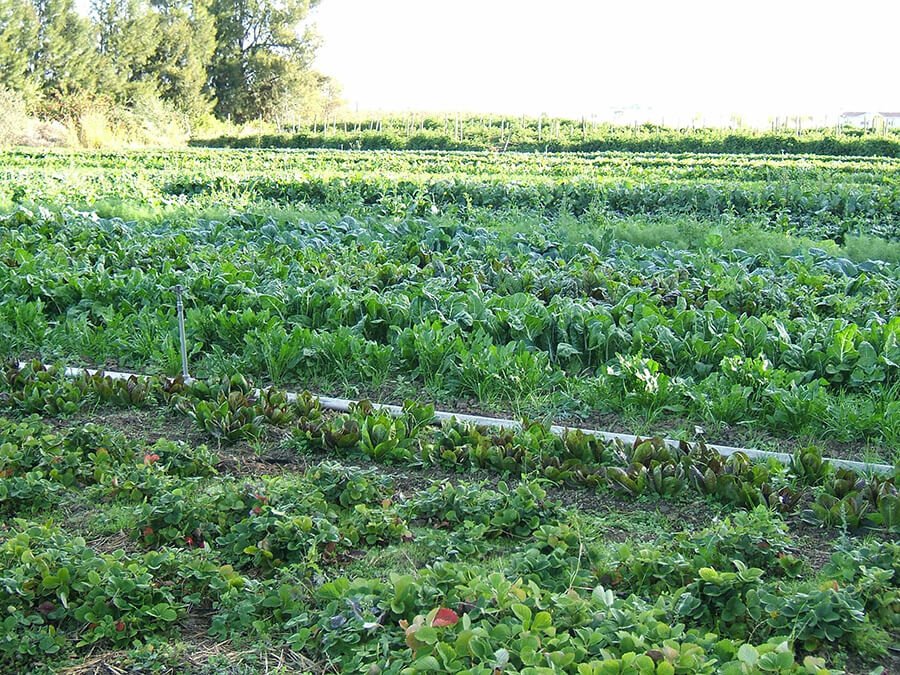 Ampliado prazo de negociações de dívidas de agricultores até 2017