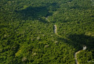 Serviço Florestal poderá voltar a ser vinculado ao Ministério do Meio Ambiente